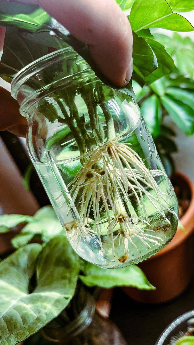 Refresh Tired Basil With New Cuttings