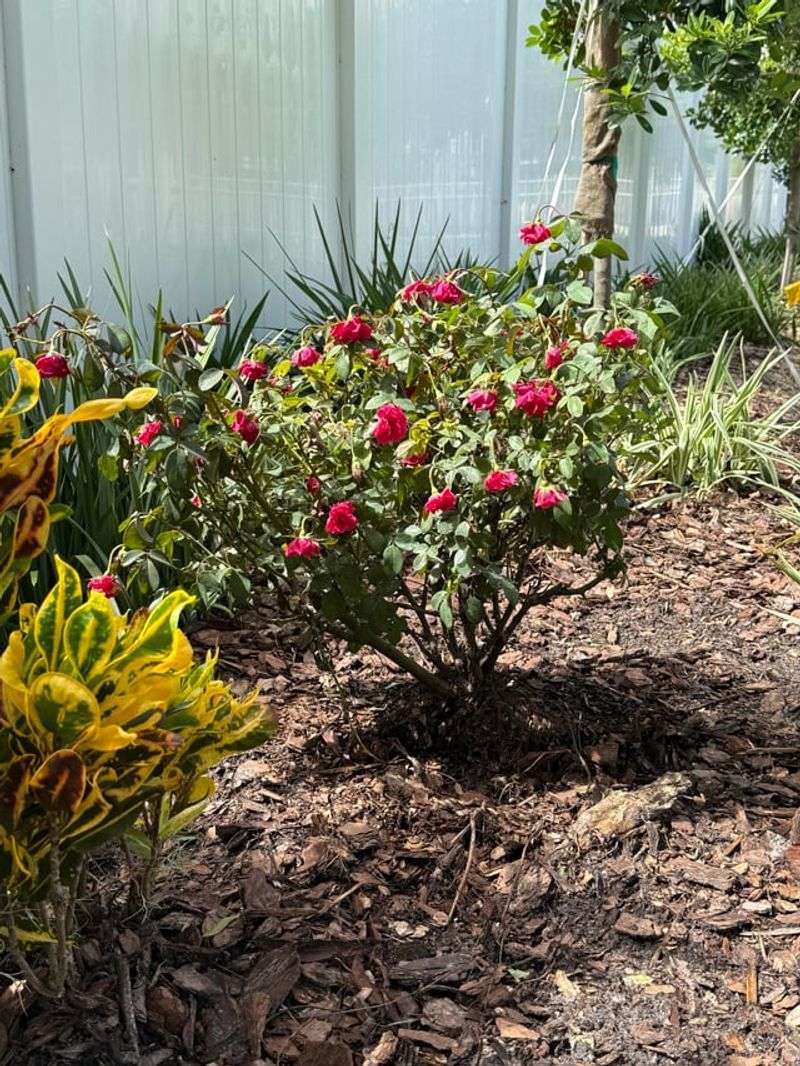 Refresh Your Mulch Layer Refresh Your Mulch Layer