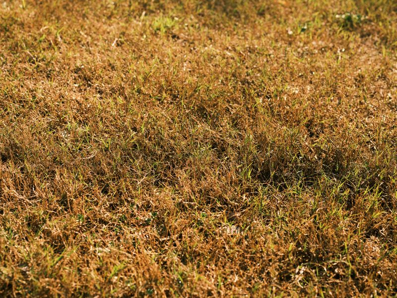 Refusing To Let Grass Go Dormant Refusing To Let Grass Go Dormant