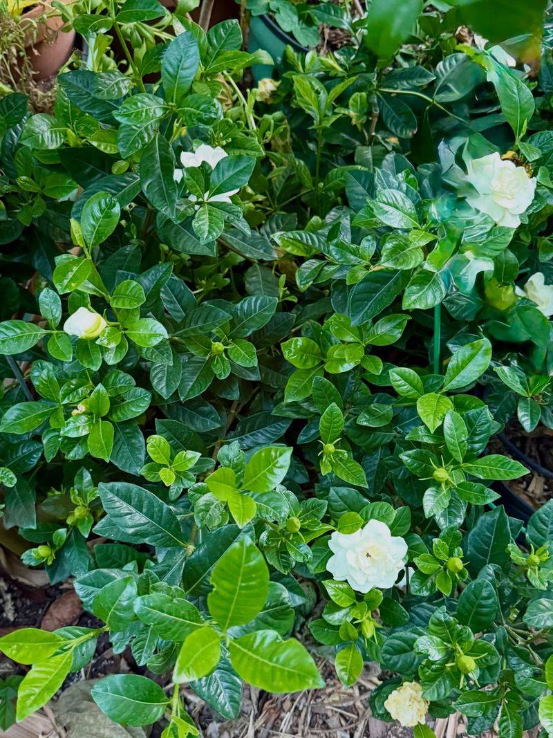 Regular Cutting For More Blooms Regular Cutting For More Blooms