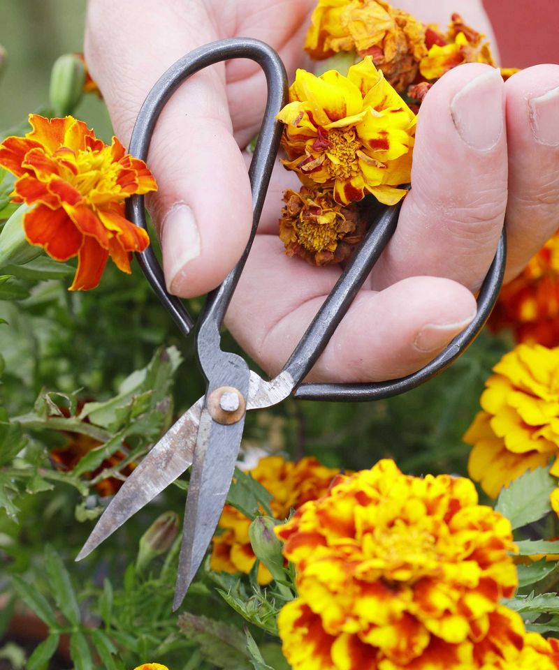 Regular Deadheading Helps New Flowers Form Faster