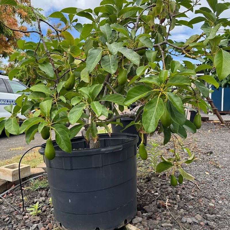 Regular Feeding Supports Healthier Growth And Fruit Production