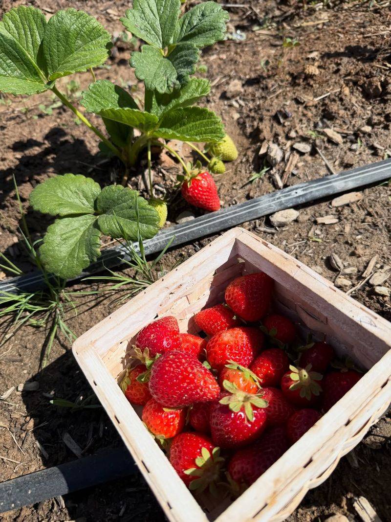 Regular Feeding Supports Larger Strawberry Production