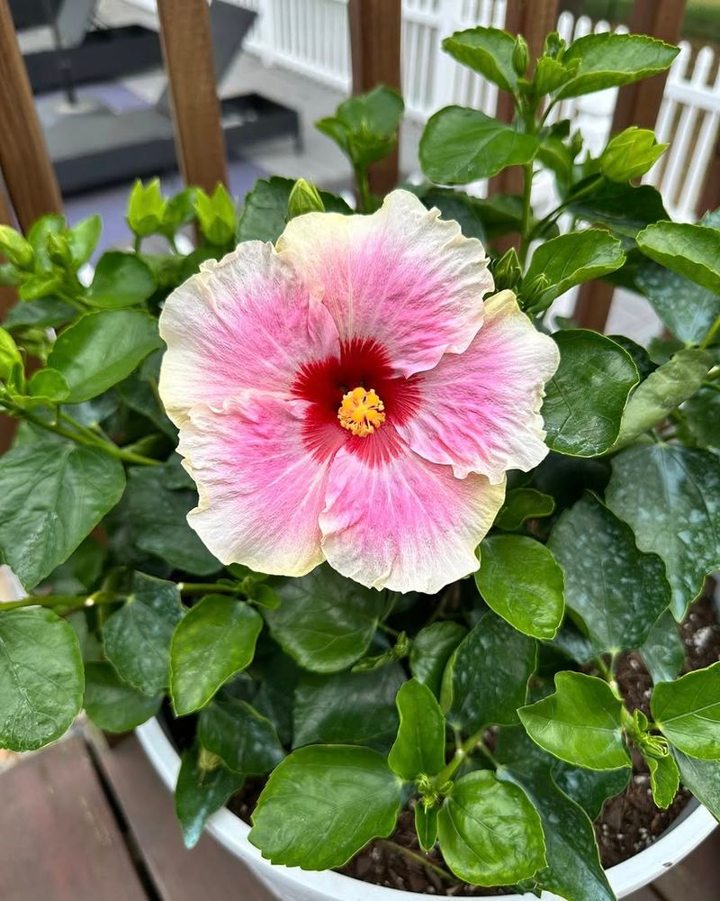 Regular Feeding Supports More Flowers During Hot Weather