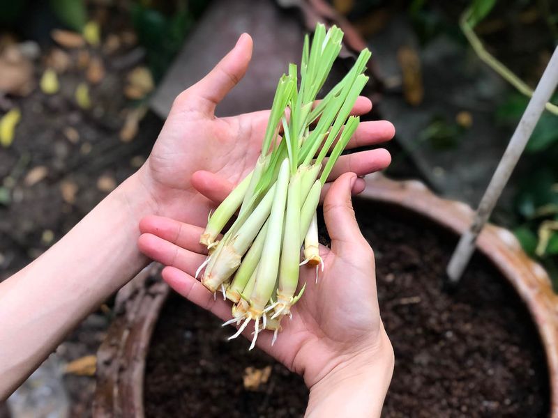 Regular Harvesting Helps New Lemongrass Stalks Keep Forming