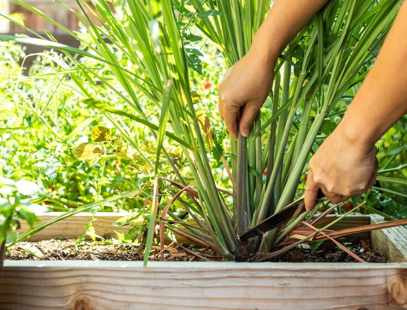 Regular Harvesting Keeps Growth Productive