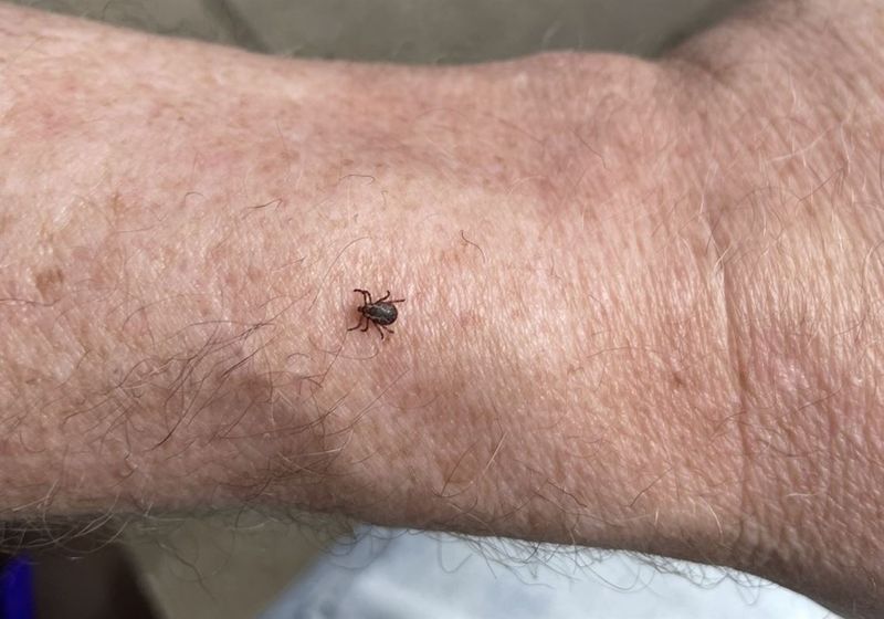 Regular Tick Checks Still Matter After Time Outside