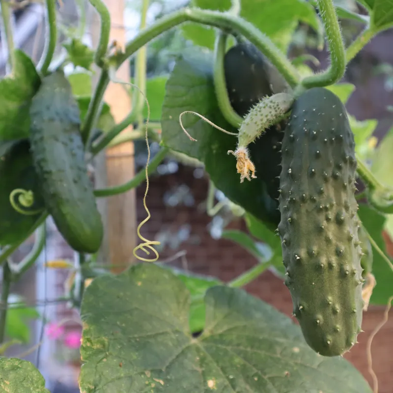 Regular Trimming Helps Cucumbers Stay More Productive