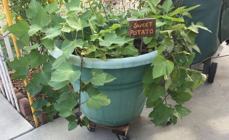 Regular Watering Keeps Growth More Consistent Regular Watering Keeps Growth More Consistent