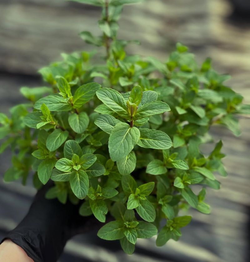 Releases A Strong Fresh Scent Near Entryways
