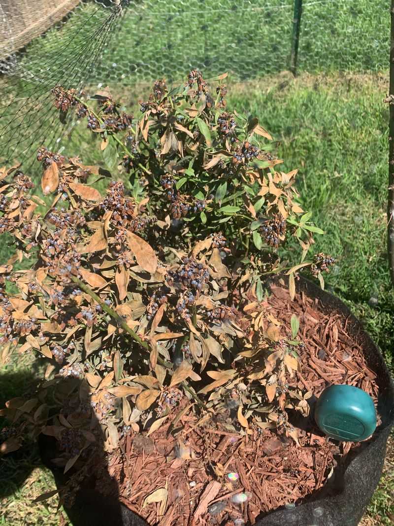 Relying On Oregon Rain And Skipping Summer Watering
