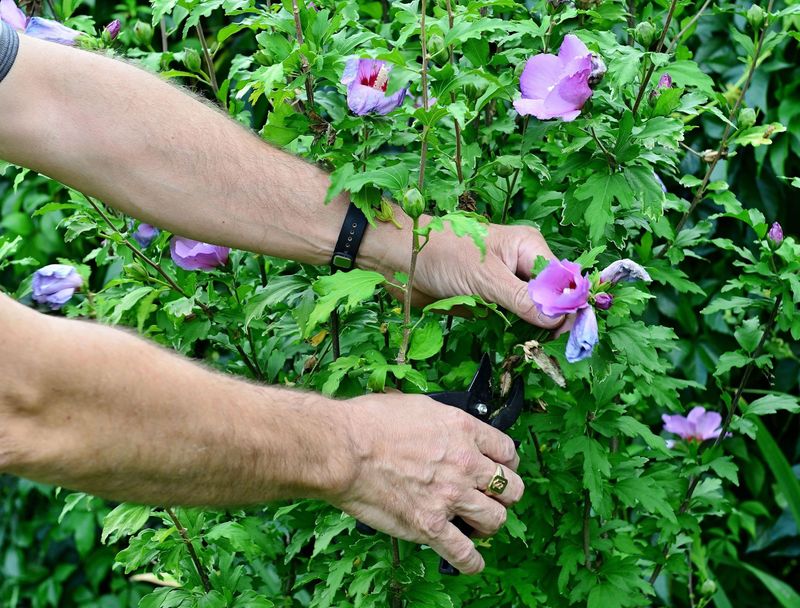 Removal Of Spent Leaves And Old Blooms