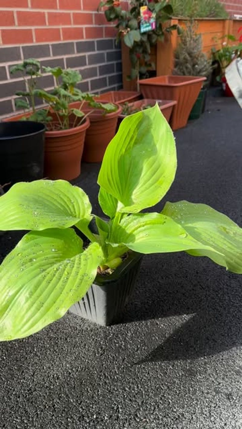 Remove And Replace Plants If Hosta Virus X Is Suspected Remove And Replace Plants If Hosta Virus X Is Suspected