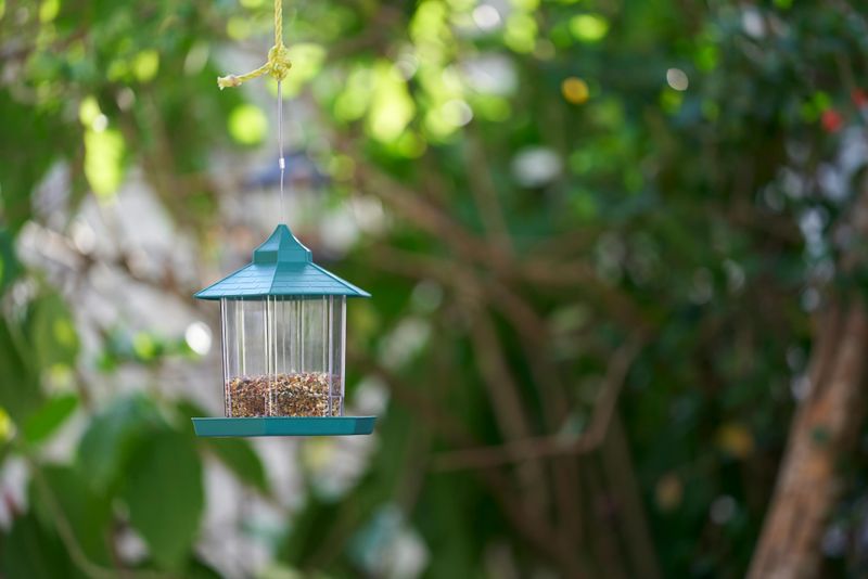 Remove Bird Feeders At Night