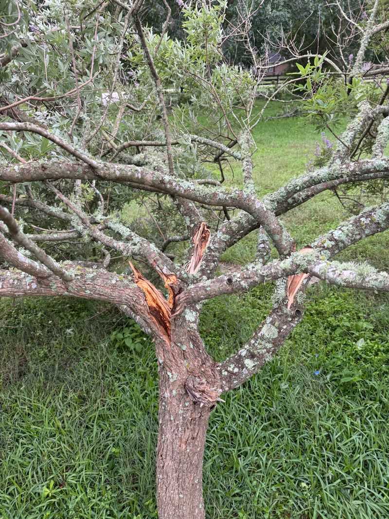 Remove Broken Branches Before They Become Trouble