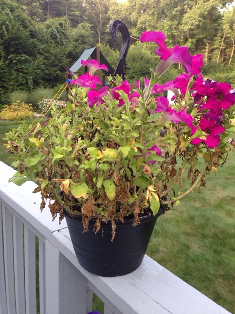 Remove Brown Flowers Before Humidity Causes Moldy Growth Remove Brown Flowers Before Humidity Causes Moldy Growth