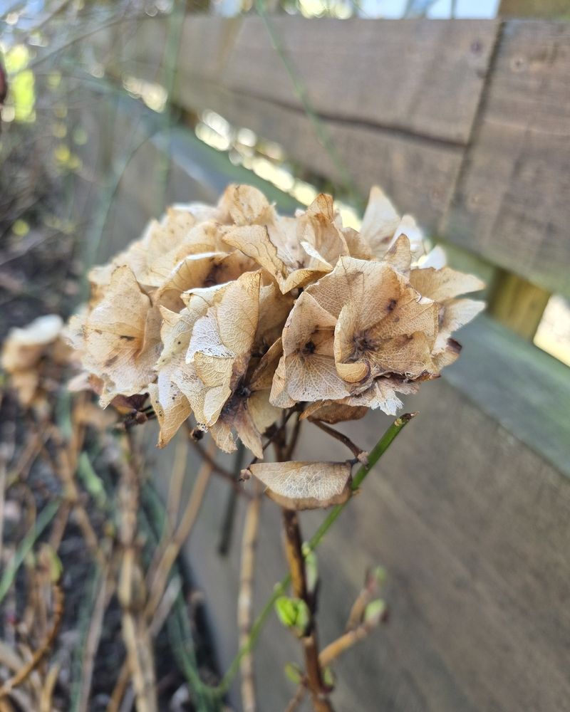 Remove Damaged Stems Carefully