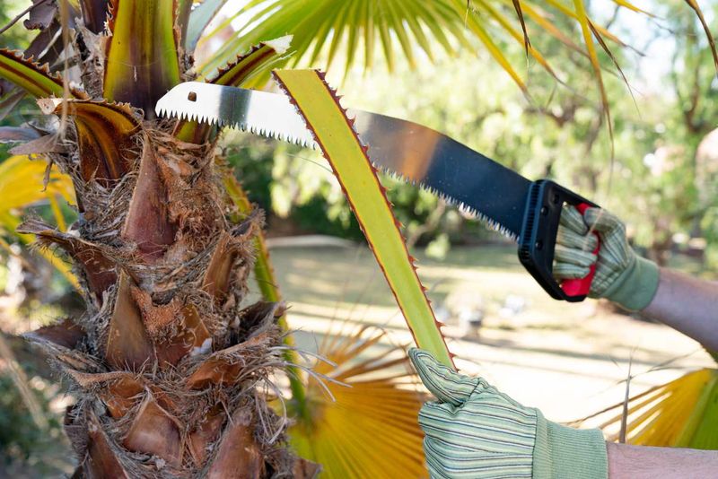 Remove Deceased Palm Fronds Only Remove Deceased Palm Fronds Only