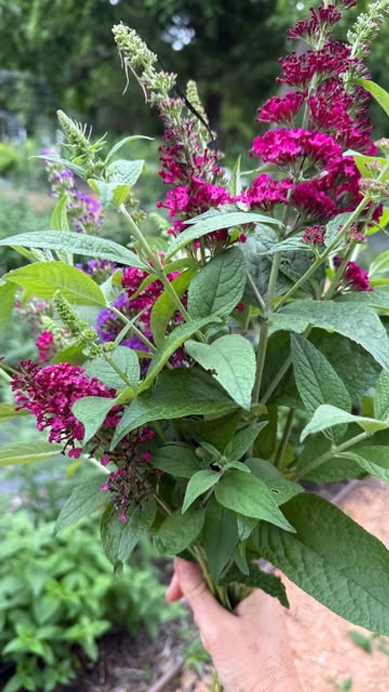 Remove Early Flowers For Second Bloom Remove Early Flowers For Second Bloom