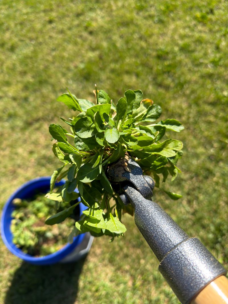 Remove Early Weeds