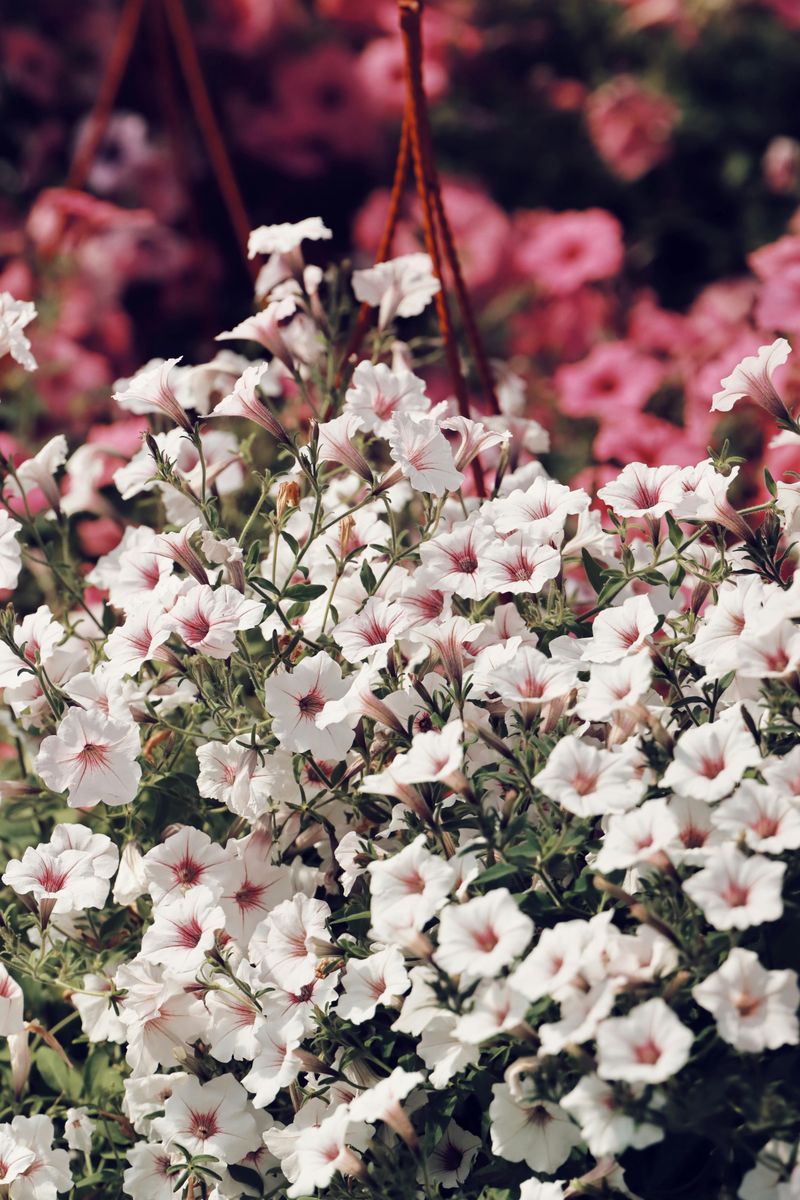 Remove Faded Blooms At Least Twice A Week Remove Faded Blooms At Least Twice A Week