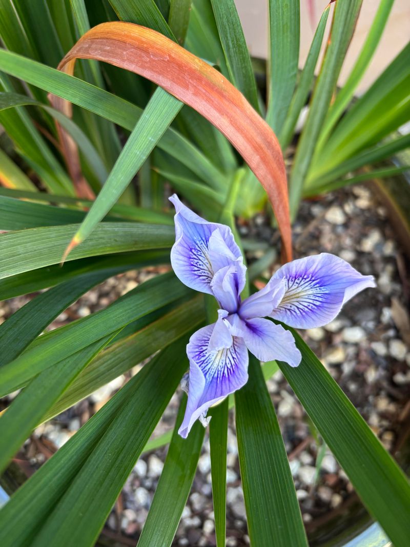 Remove Faded Flower Stalks Only