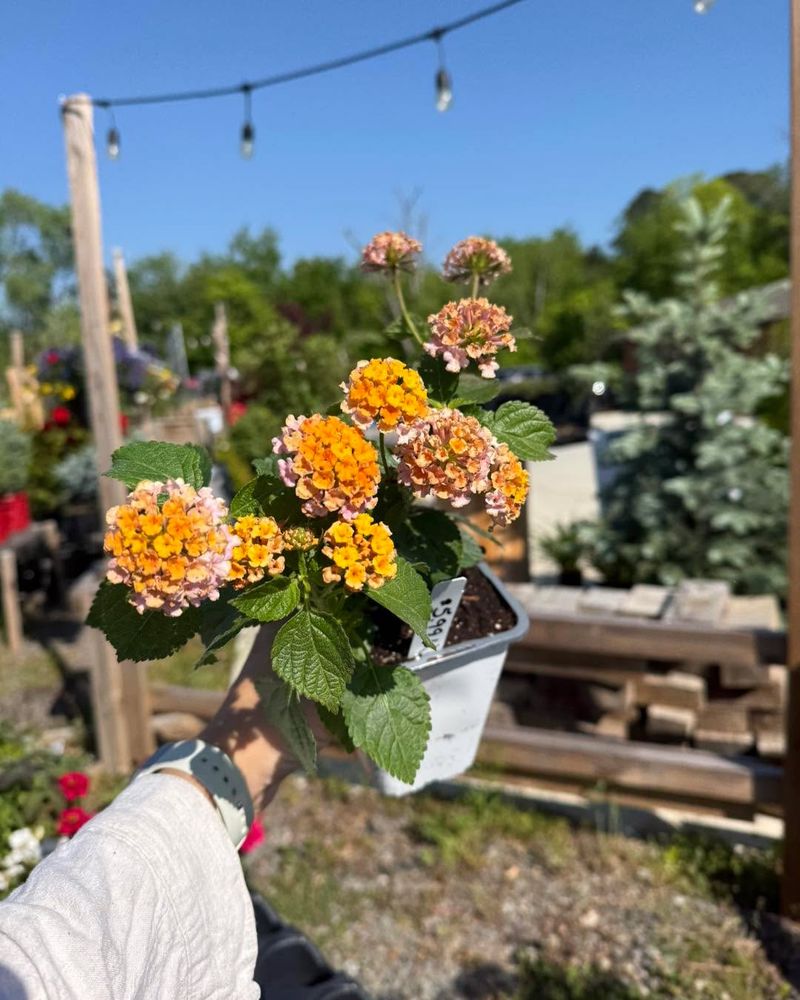 Remove Faded Flowers And Lightly Trim To Keep Blooms Coming