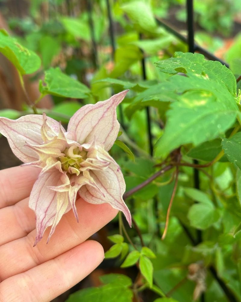 Remove Faded Flowers Often