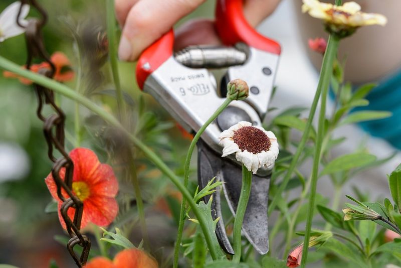 Remove Faded Flowers To Encourage New Growth