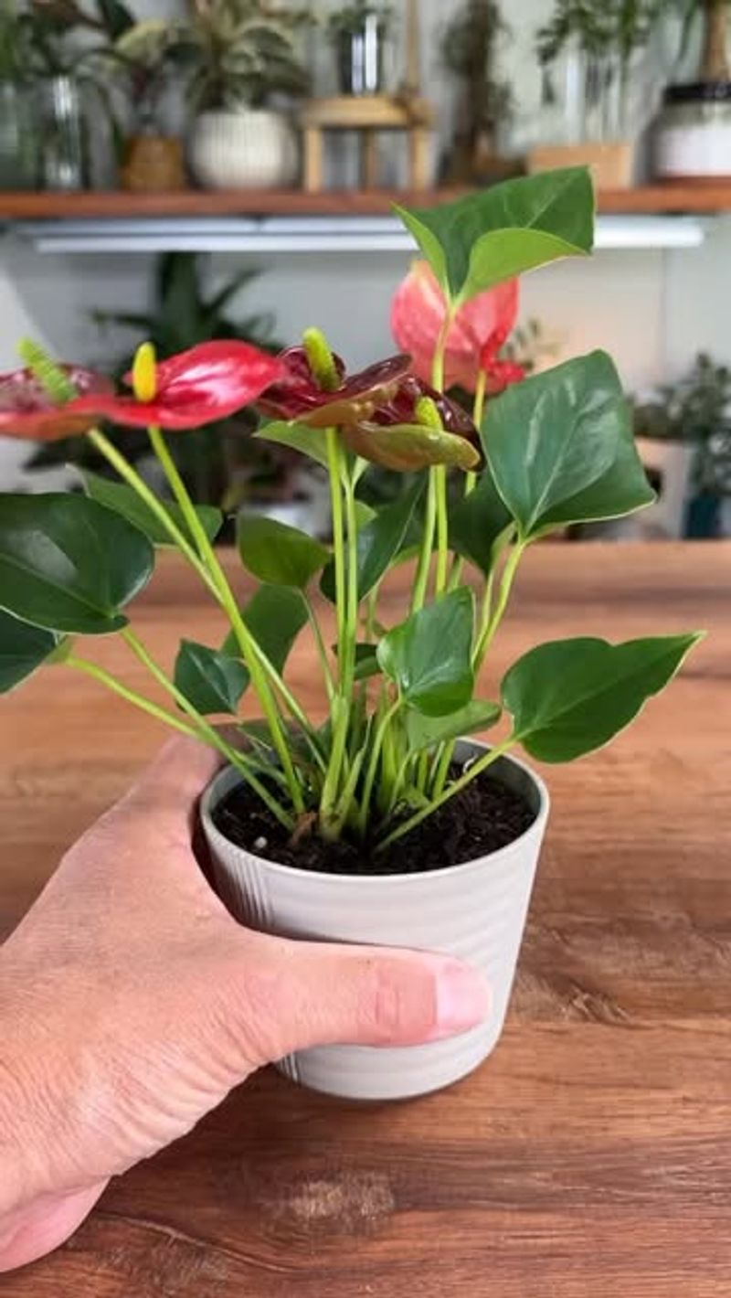 Remove Fading Blooms And Damaged Leaves Regularly
