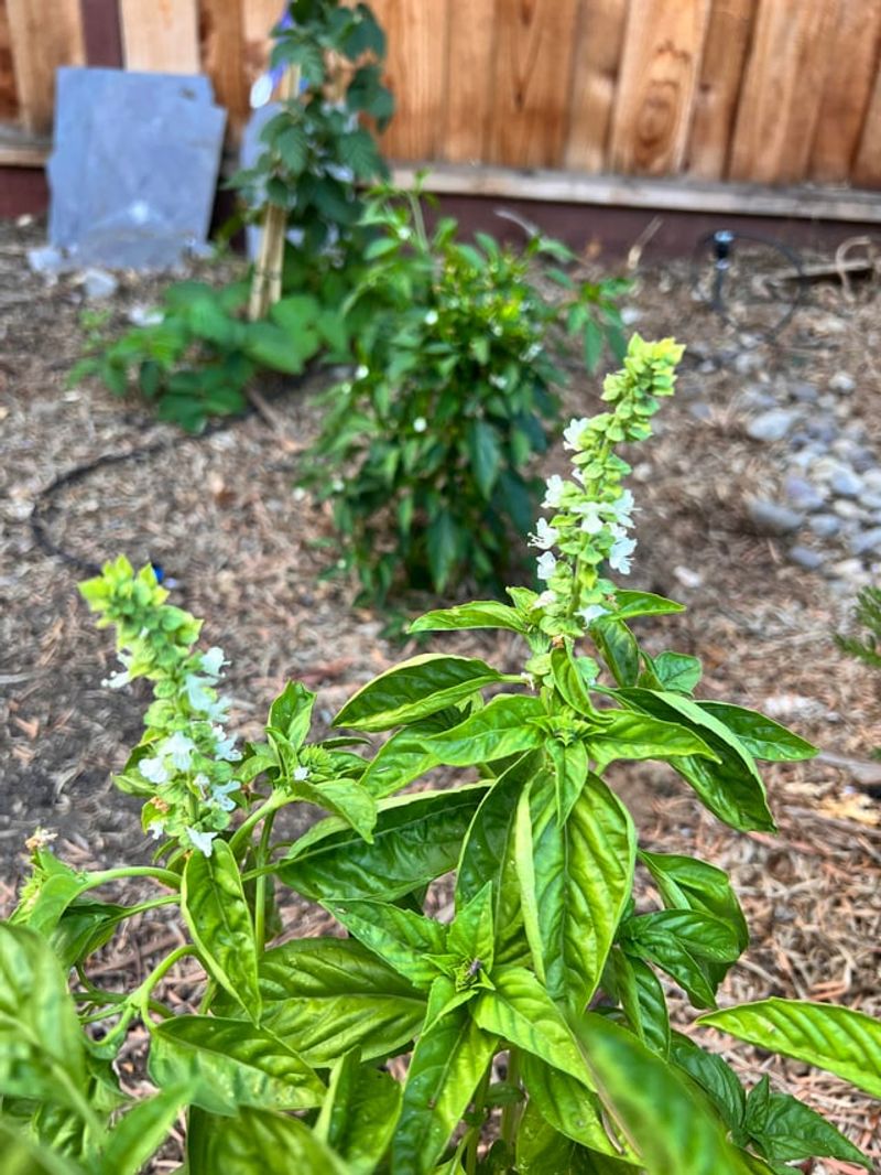 Remove Flower Buds Before They Open