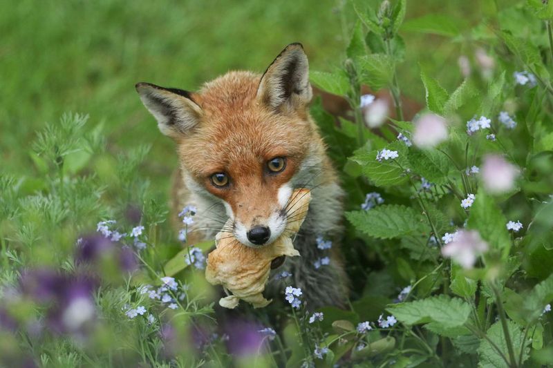 Remove Food Attractants From The Yard