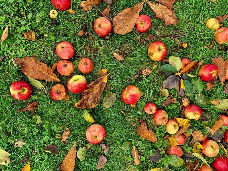 Remove Food Sources Like Pet Food And Fallen Fruit