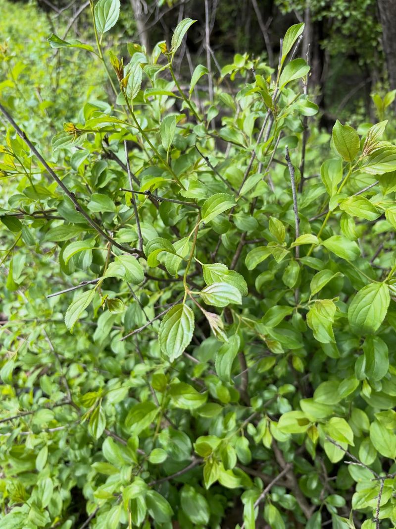 Remove Invasive Barberry And Buckthorn