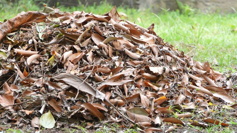 Remove Leaf Litter Around Yard Edges
