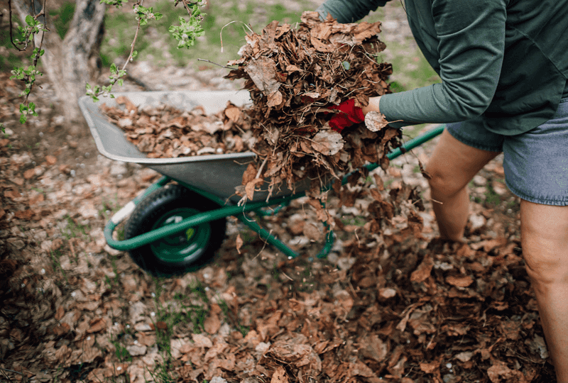 Remove Leaf Litter Where Ticks Like To Hide Remove Leaf Litter Where Ticks Like To Hide