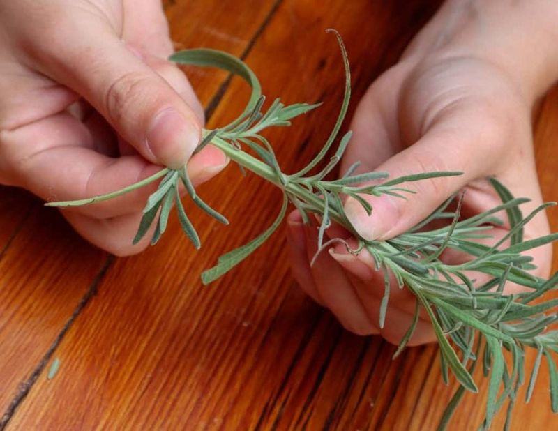Remove Leaves From The Lower Half Of The Cutting