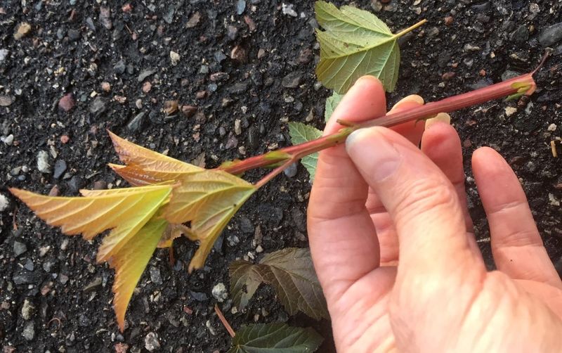 Remove Lower Leaves And Any Flowers Or Seed Heads