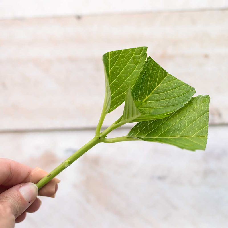 Remove Lower Leaves Before Placing Cuttings In Soil Remove Lower Leaves Before Placing Cuttings In Soil