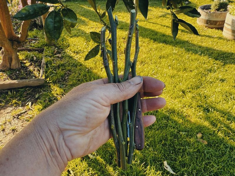 Remove Lower Leaves Before Planting The Cutting Remove Lower Leaves Before Planting The Cutting