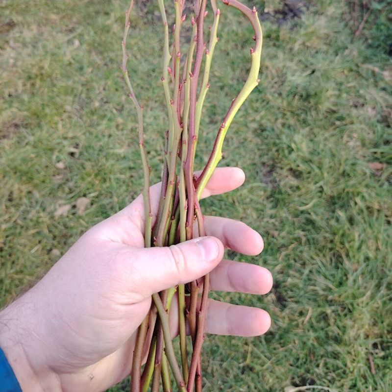 Remove Lower Leaves Before Stems Go Into Soil
