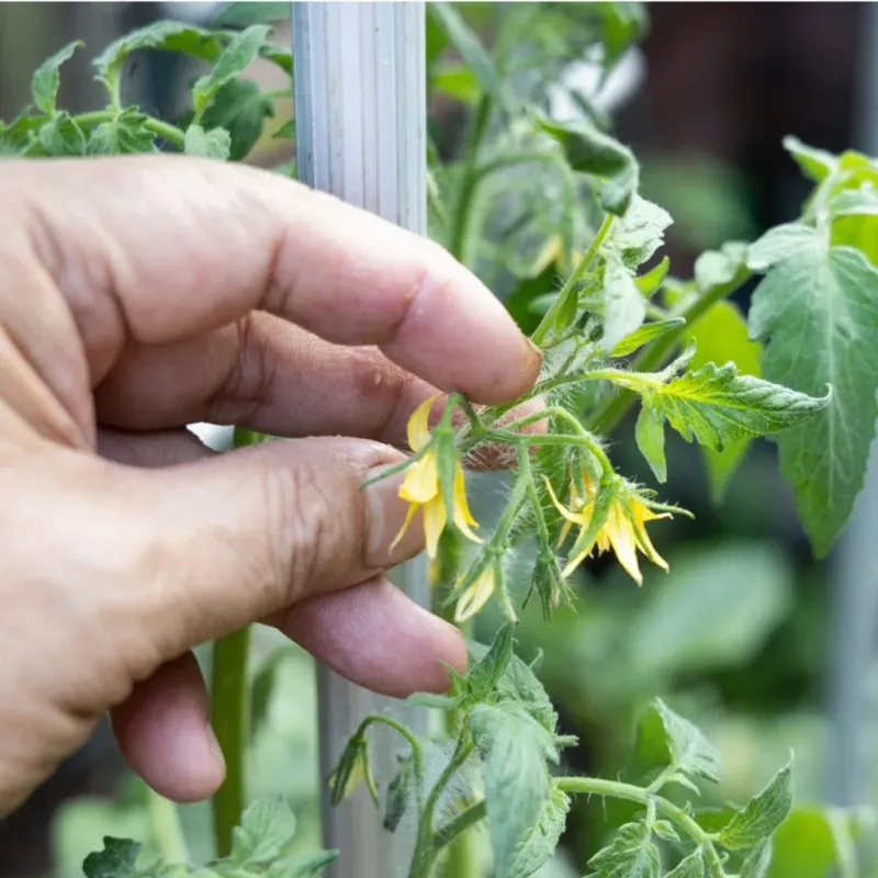 Remove Lower Leaves To Improve Airflow Remove Lower Leaves To Improve Airflow
