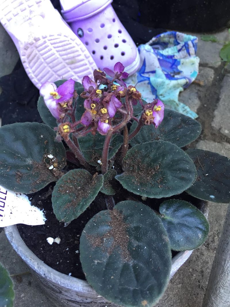 Remove Old Flowers And Aging Leaves Regularly