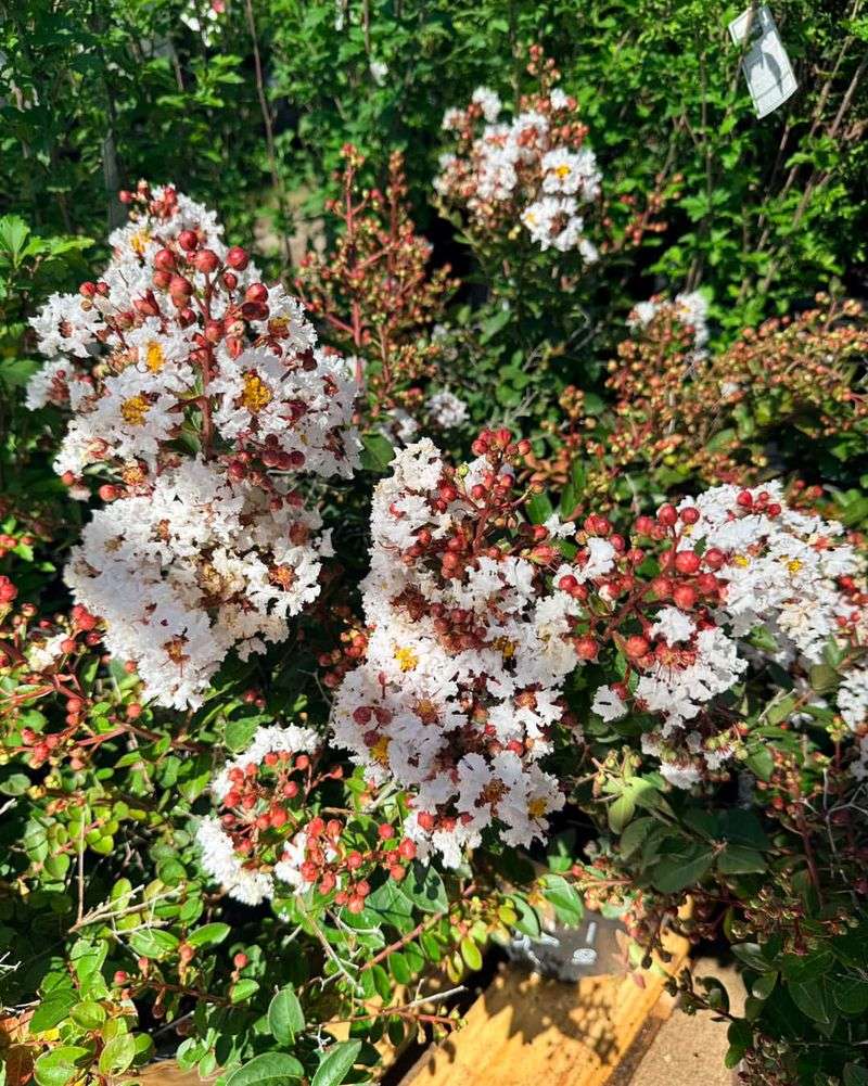 Remove Old Seed Pods Only As Optional Cleanup