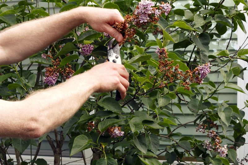 Remove Older Stems Gradually For Stronger Blooms