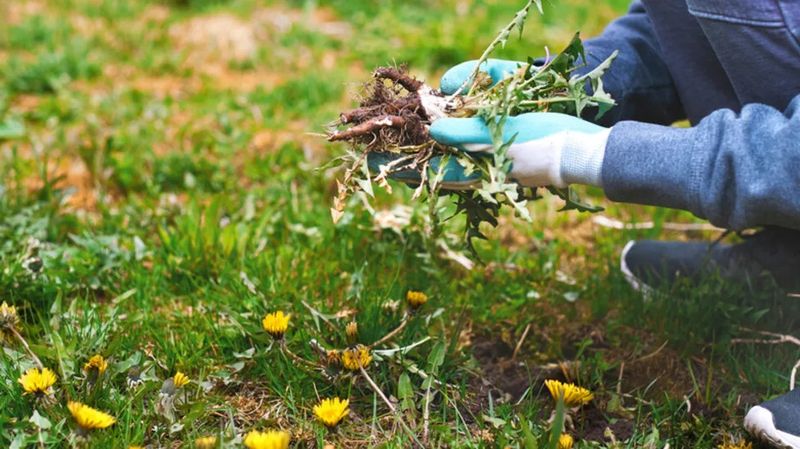 Remove Seed Heads Before They Scatter