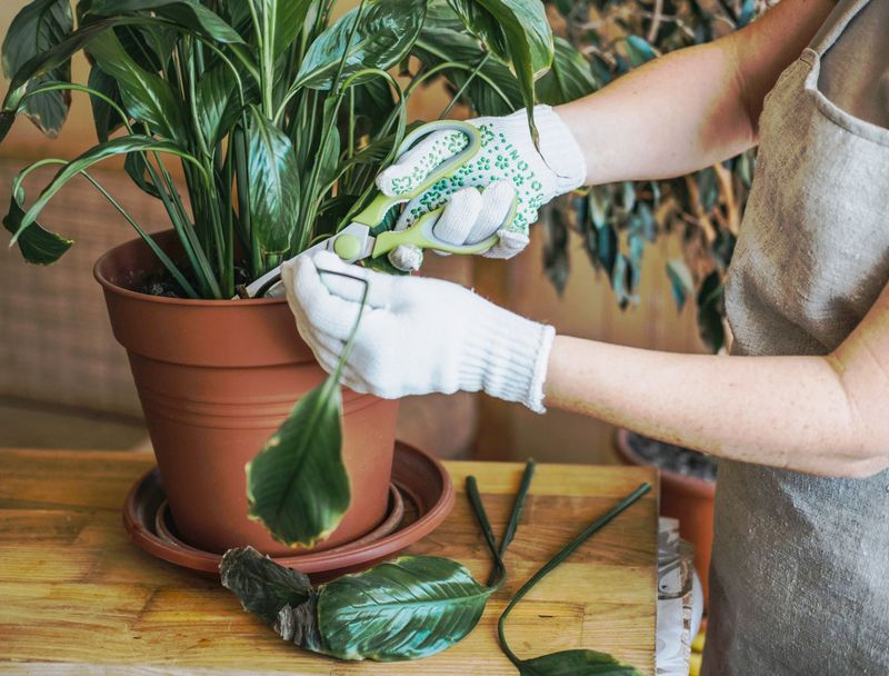 Remove Severely Damaged Leaves To Help The Plant Focus