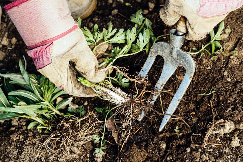Remove Small Weeds Early While They Are Easier To Manage