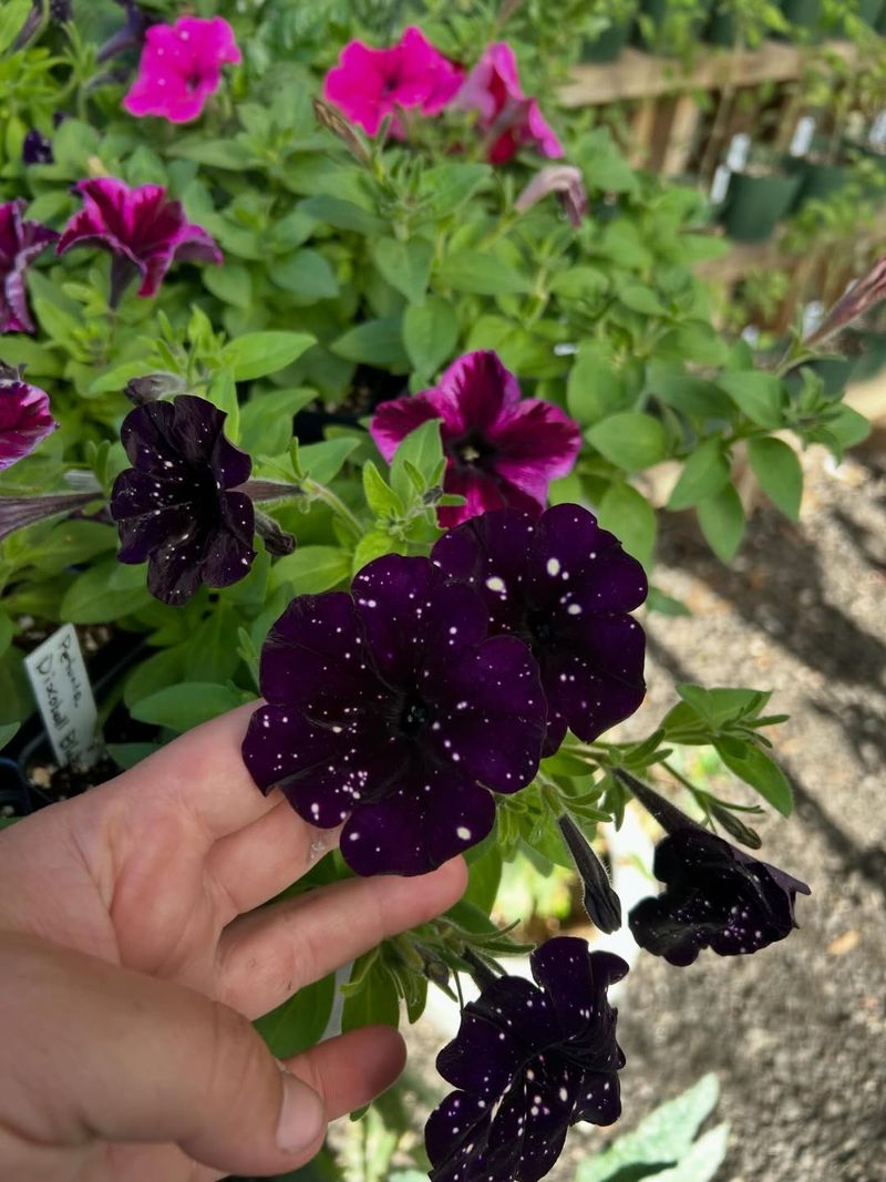 Remove Spent Bloom On Early Bloomers