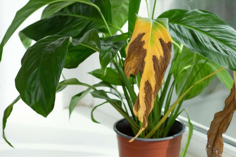 Remove Spent Blooms And Old Leaves